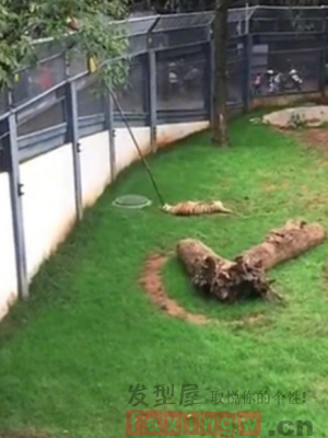 昆明動物園上演現實版一山不容二虎