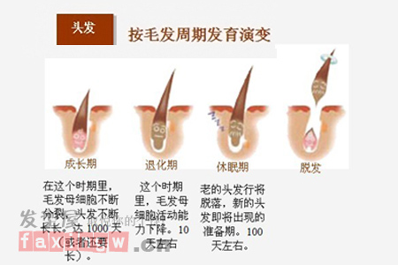 頭皮護理的基礎知識 你知道多少