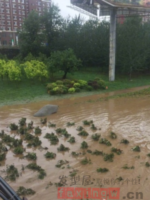 遼寧岫巖遭強降雨導致人員被困 村莊失聯